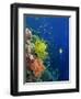 Shallow Top of Reef Serving as a Nursery for Young Fish, Sabah, Malaysia, Borneo, Southeast Asia-Murray Louise-Framed Photographic Print