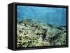 Shallow Top of the Reef is Nursery for Young Fish, Sabah, Malaysia, Southeast Asia-Lousie Murray-Framed Stretched Canvas