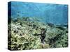 Shallow Top of the Reef is Nursery for Young Fish, Sabah, Malaysia, Southeast Asia-Lousie Murray-Stretched Canvas