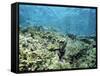 Shallow Top of the Reef is Nursery for Young Fish, Sabah, Malaysia, Southeast Asia-Lousie Murray-Framed Stretched Canvas