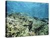 Shallow Top of the Reef is Nursery for Young Fish, Sabah, Malaysia, Southeast Asia-Lousie Murray-Stretched Canvas