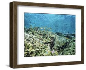 Shallow Top of the Reef is Nursery for Young Fish, Sabah, Malaysia, Southeast Asia-Lousie Murray-Framed Photographic Print