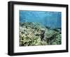 Shallow Top of the Reef is Nursery for Young Fish, Sabah, Malaysia, Southeast Asia-Lousie Murray-Framed Photographic Print