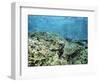 Shallow Top of the Reef is Nursery for Young Fish, Sabah, Malaysia, Southeast Asia-Lousie Murray-Framed Photographic Print