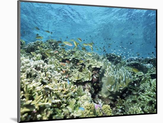 Shallow Top of the Reef is Nursery for Young Fish, Sabah, Malaysia, Southeast Asia-Lousie Murray-Mounted Photographic Print