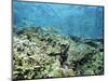 Shallow Top of the Reef is Nursery for Young Fish, Sabah, Malaysia, Southeast Asia-Lousie Murray-Mounted Photographic Print