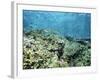 Shallow Top of the Reef is Nursery for Young Fish, Sabah, Malaysia, Southeast Asia-Lousie Murray-Framed Photographic Print