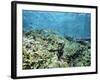 Shallow Top of the Reef is Nursery for Young Fish, Sabah, Malaysia, Southeast Asia-Lousie Murray-Framed Photographic Print