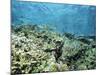 Shallow Top of the Reef is Nursery for Young Fish, Sabah, Malaysia, Southeast Asia-Lousie Murray-Mounted Photographic Print