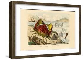 Shamefaced Crab, 1833-39-null-Framed Giclee Print