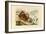 Shamefaced Crab, 1833-39-null-Framed Giclee Print