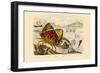 Shamefaced Crab, 1833-39-null-Framed Giclee Print