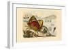 Shamefaced Crab, 1833-39-null-Framed Giclee Print