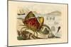 Shamefaced Crab, 1833-39-null-Mounted Giclee Print