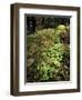 Shamrock Growing in an Ancient Oak Forest, County Kerry, Munster, Republic of Ireland-Andrew Mcconnell-Framed Photographic Print