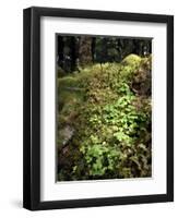 Shamrock Growing in an Ancient Oak Forest, County Kerry, Munster, Republic of Ireland-Andrew Mcconnell-Framed Photographic Print