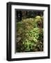 Shamrock Growing in an Ancient Oak Forest, County Kerry, Munster, Republic of Ireland-Andrew Mcconnell-Framed Photographic Print