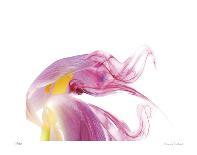 Purple Tulip Abstract No 129-Shams Rasheed-Giclee Print