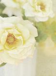 White Hydrangeas-Shana Rae-Giclee Print