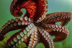 Common octopus hunting over sand and coral, Bahamas-Shane Gross-Photographic Print