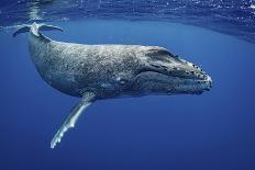 Humpback whale surfacing, Tubuai, French Polynesia-Shane Gross-Photographic Print