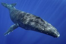 Humpback whale,  Moorea, French Polynesia, Pacific Ocean-Shane Gross-Photographic Print