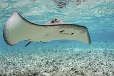 Humpback whale surfacing, Tubuai, French Polynesia-Shane Gross-Photographic Print