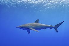 Horse-eye jack fish schooling around Caribbean reef sharks-Shane Gross-Photographic Print