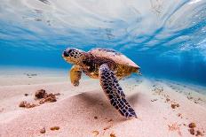 Endangered Hawaiian Green Sea Turtle Cruising in the Warm Waters of the Pacific Ocean in Hawaii-Shane Myers Photography-Photographic Print