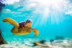 An Endangered Hawaiian Green Sea Turtle Cruises in the Warm Waters of the Pacific Ocean in Hawaii.-Shane Myers Photography-Photographic Print