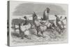 Shanghae Fowls Presented to Her Majesty-Harrison William Weir-Stretched Canvas