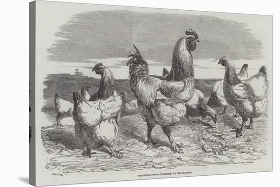 Shanghae Fowls Presented to Her Majesty-Harrison William Weir-Stretched Canvas