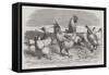 Shanghae Fowls Presented to Her Majesty-Harrison William Weir-Framed Stretched Canvas