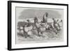 Shanghae Fowls Presented to Her Majesty-Harrison William Weir-Framed Giclee Print