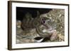 Shanny (Lipophrys Pholis) in Harbour Wall, Bovisand Harbour, Plymouth, Devon, England, UK-Linda Pitkin-Framed Photographic Print