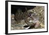 Shanny (Lipophrys Pholis) in Harbour Wall, Bovisand Harbour, Plymouth, Devon, England, UK-Linda Pitkin-Framed Photographic Print