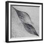 Shaped by a Creative Wind-Piet Flour-Framed Photographic Print