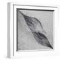 Shaped by a Creative Wind-Piet Flour-Framed Premium Photographic Print