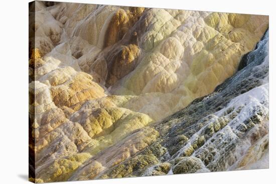 Shapes and colours formed by minerals at hotspring, Palette Spring, Yellowstone-Bill Coster-Stretched Canvas