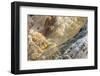 Shapes and colours formed by minerals at hotspring, Palette Spring, Yellowstone-Bill Coster-Framed Photographic Print