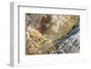 Shapes and colours formed by minerals at hotspring, Palette Spring, Yellowstone-Bill Coster-Framed Photographic Print