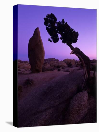 Shapes and Textures in the Mojave Desert, California, USA-Jerry Ginsberg-Stretched Canvas