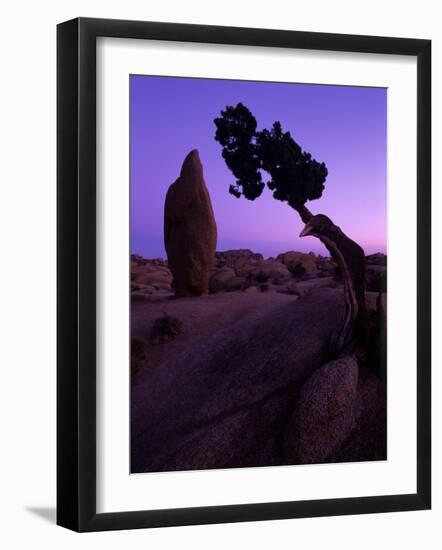 Shapes and Textures in the Mojave Desert, California, USA-Jerry Ginsberg-Framed Photographic Print