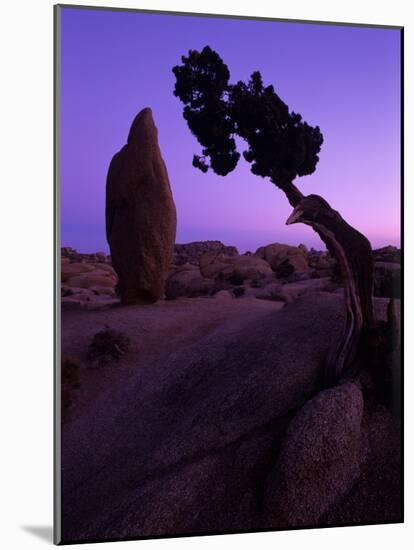 Shapes and Textures in the Mojave Desert, California, USA-Jerry Ginsberg-Mounted Photographic Print