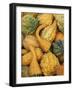 Shapes and Textures of Squash at Halloween, Acton, Massachusetts, USA-Merrill Images-Framed Photographic Print
