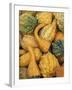 Shapes and Textures of Squash at Halloween, Acton, Massachusetts, USA-Merrill Images-Framed Photographic Print