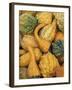 Shapes and Textures of Squash at Halloween, Acton, Massachusetts, USA-Merrill Images-Framed Photographic Print