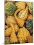 Shapes and Textures of Squash at Halloween, Acton, Massachusetts, USA-Merrill Images-Mounted Photographic Print