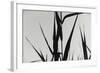 Shapes Black On White-Anthony Paladino-Framed Giclee Print