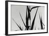 Shapes Black On White-Anthony Paladino-Framed Giclee Print